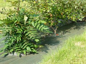 Toile de Paillage Tissée - 1.05 m x 100 m - Vert